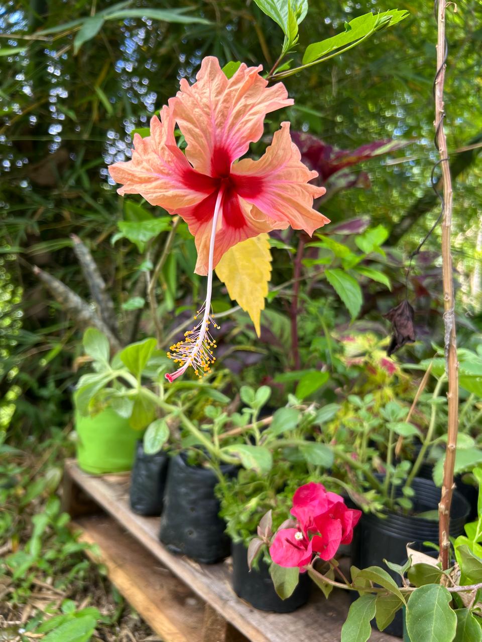 Beautiful flowers available from the market